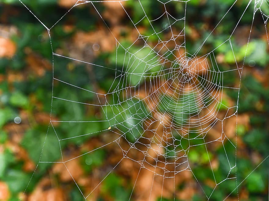 мрежа, паякова коприна, паяжина, капан, капки роса, природа, коприна, капан за насекоми, роса, конци