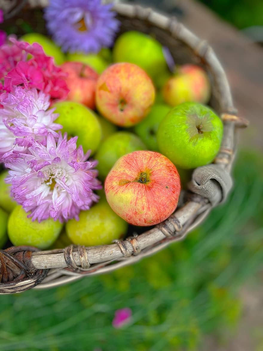 maçãs, jardim, colheita
