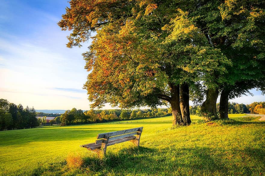 nature, bench, autumn
