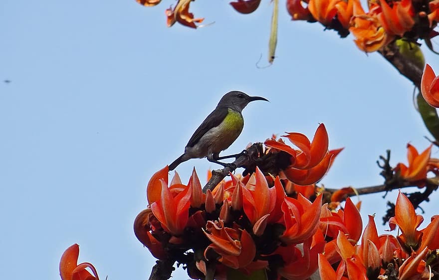Sunbird, Bird, Avian, Wildlife, India, multi colored, close-up, flower, branch, beak, feather