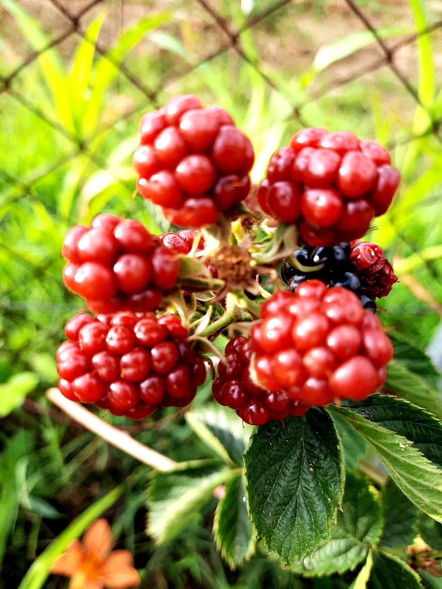 blackberry, đỏ, dâu rừng, trái cây, khỏe mạnh, thơm ngon, món ăn, Thiên nhiên, vitamin