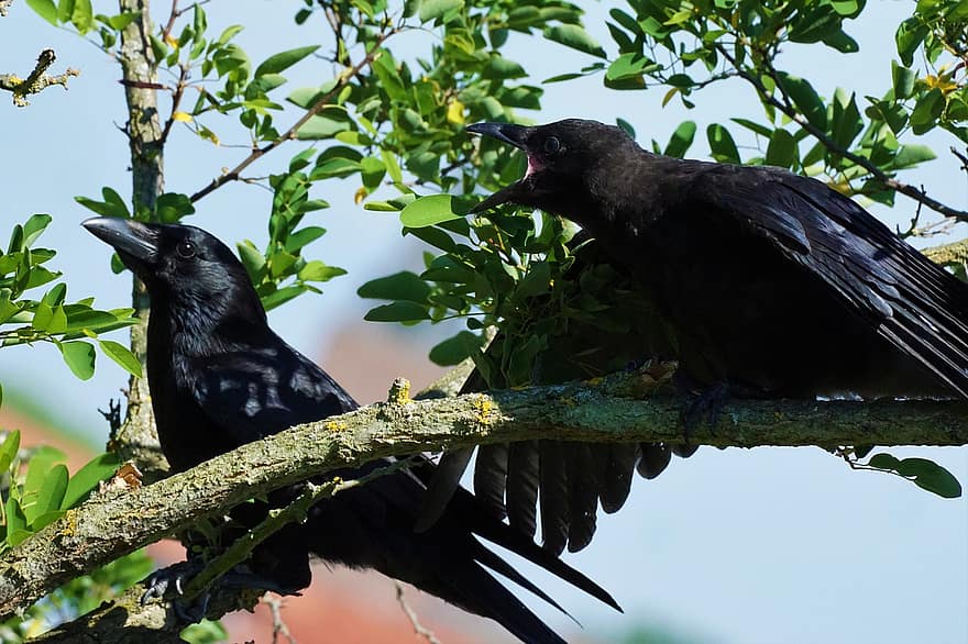 Raven, jovem, animal jovem, alimentação, fome, mãe, pai, Preto, pássaro, Sombrio, animal