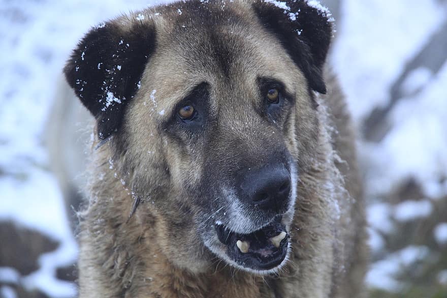 câine, animal, iarnă, în aer liber, canin, animale de companie, zăpadă, câine de rasă pură, drăguţ, a închide, animale domestice