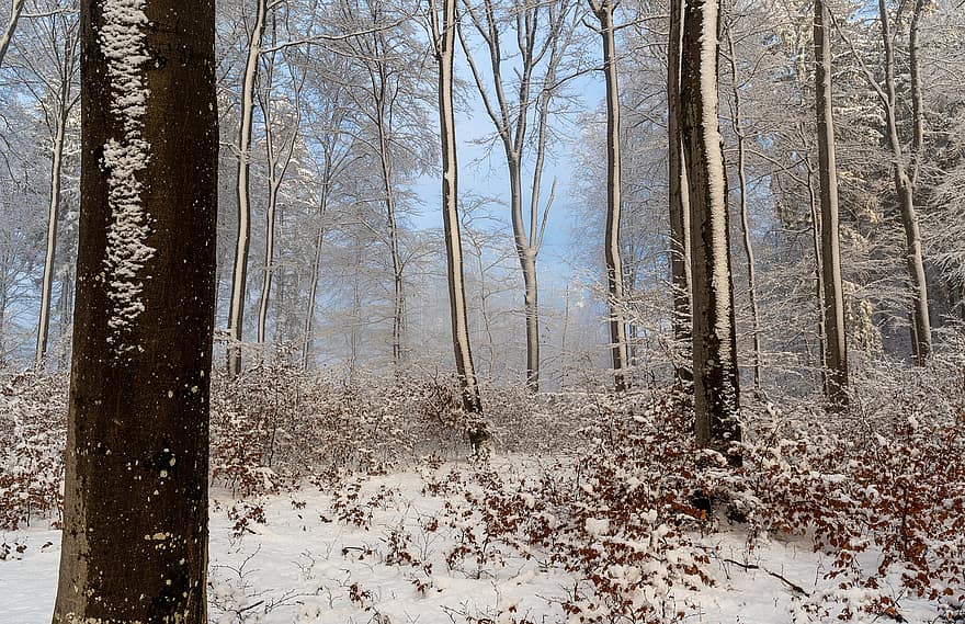 зима, ліс, дерева, сніг, ліси, вечірнє світло, туманний, природи, дерево, сезон, краєвид