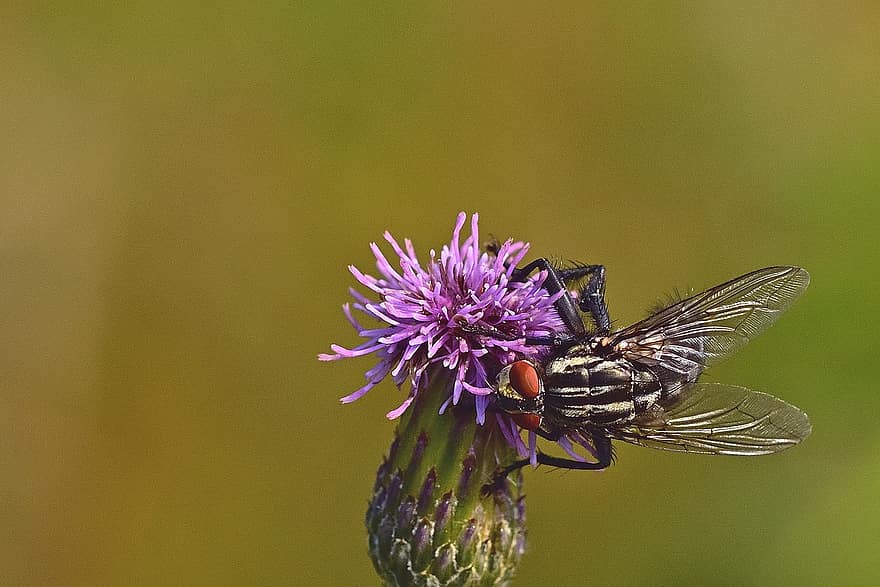 Fly, Insect, Thistle, Animal, Plant, Bloom, Blossom, Nature