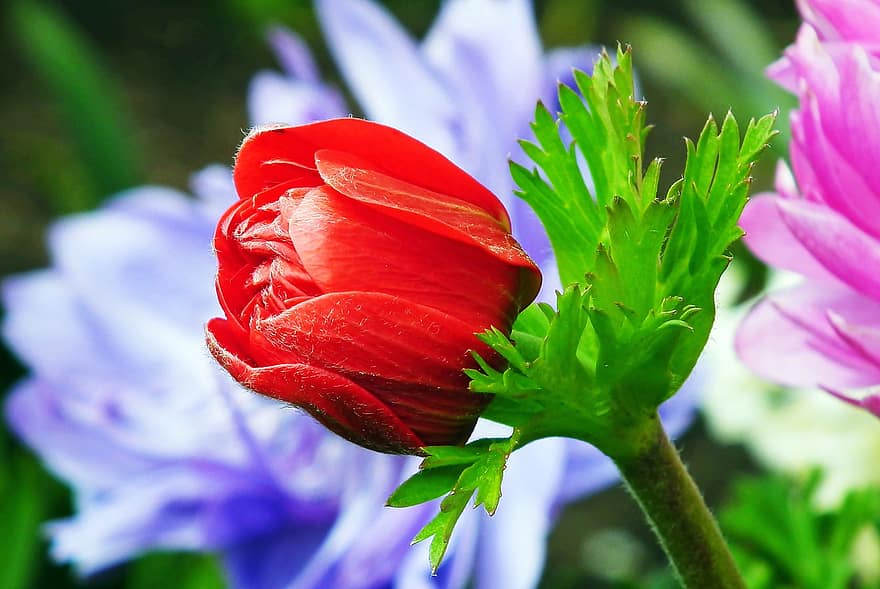 anemone, flor, planta, anemone vermell, pètals, florir, flora, jardí, primavera, naturalesa, primer pla