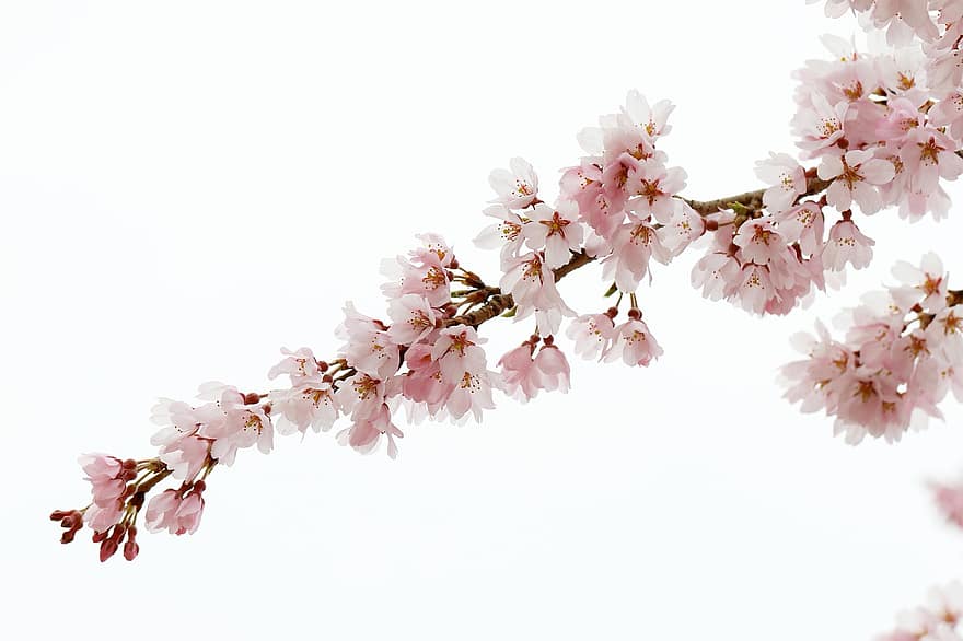 japonų vyšnių žiedai, gėlės, medis, šakos, žiedas, vyšnių žiedų, žydi, rožinės gėlės, sakura, flora, sakura medis