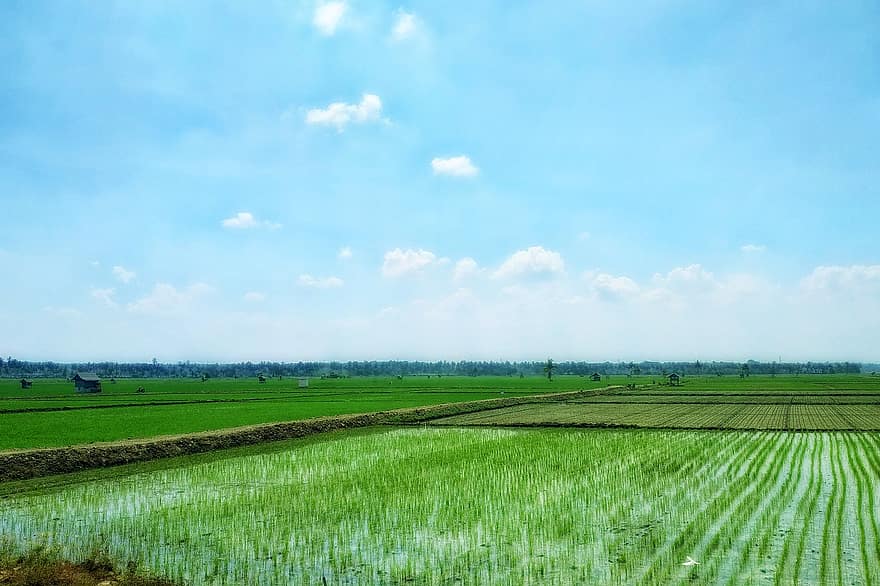 оризови полета, Земеделие, селско стопанство, земеделски земи, пейзаж, селска сцена, ферма, трева, ливада, зелен цвят, син