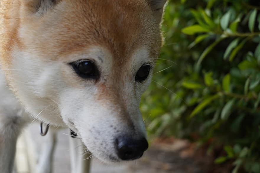 Shiba, Japán, kutya, házi kedvenc, gyalogló, kölyökkutya, park, tépőfog, barát, állat