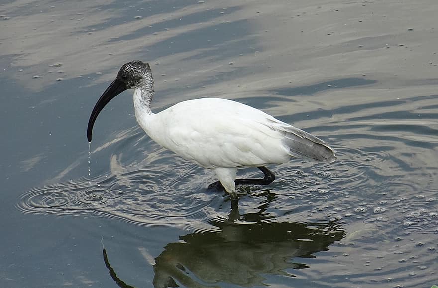 oiseau, ibis, ibis à tête noire, ibis blanc oriental, threskiornis melanocephalus, échassier, threskiornithidae, faune