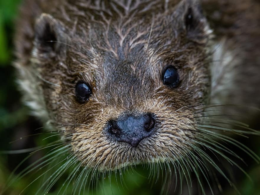 Animal, Otter, Mammal, Fauna, Mustélidé, Species, cute, rodent, close-up, animals in the wild, whisker