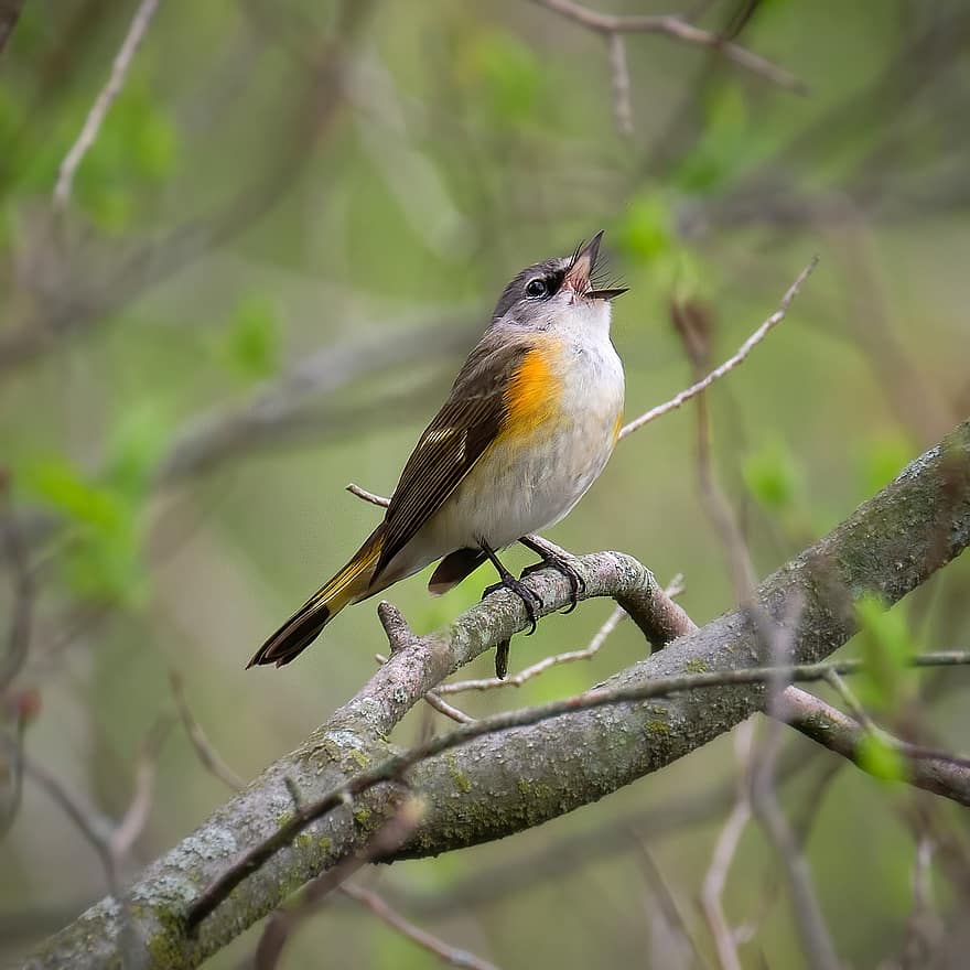 American Redstart, นก, นกตัวเล็ก, นกที่เพรียกร้อง, ต้นไม้, นกเกาะอยู่, นกวิทยา, ชมนก, สัตว์, ธรรมชาติ, ความเป็นป่า