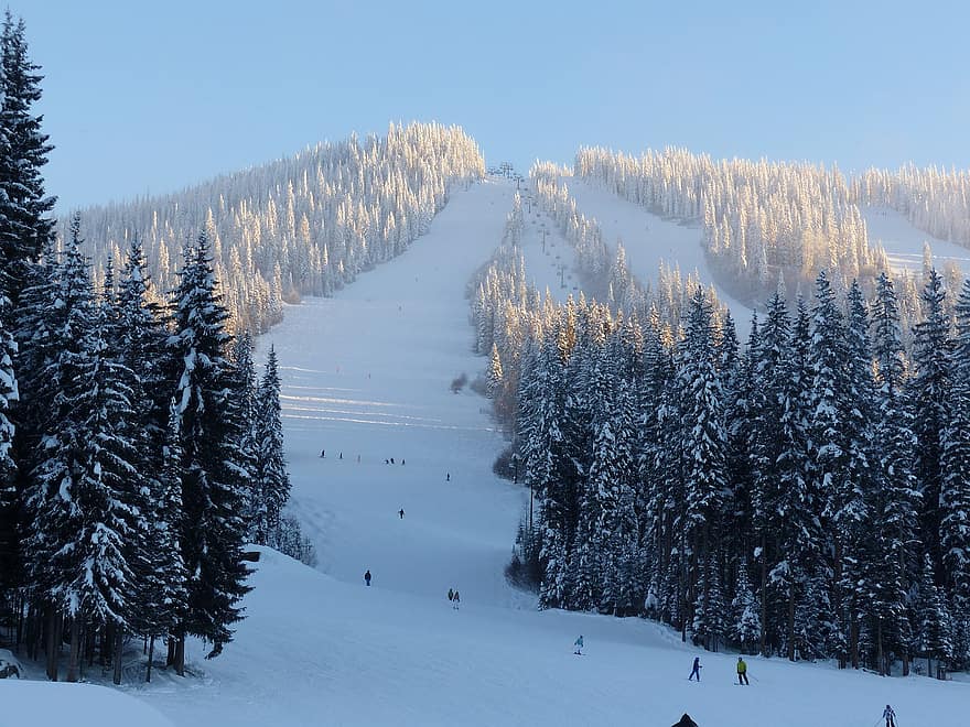 vinter, natur, sæson, træer, udendørs, skisportssted, stå på ski, sne, Skov, bjerg, træ