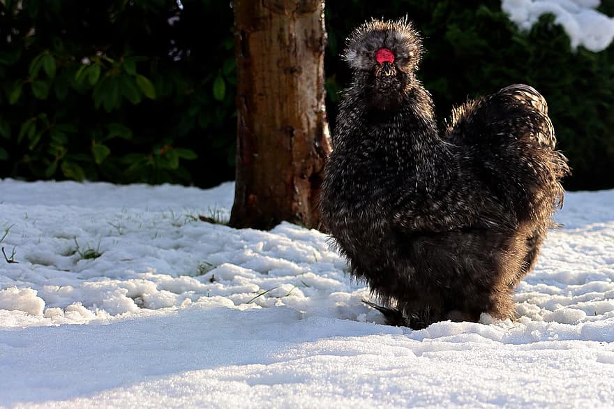 Silkie, пиле, сняг, кокошка, птица, животно, вътрешен, пилешка порода, пера, перушина, клюн