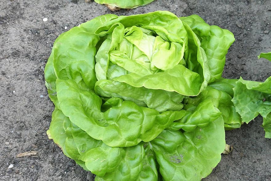 lehtisalaatti, lehdet, salaatti, vihannes, puutarha, kasvaa, terve, biologinen, virtalähde, tuottaa, sato
