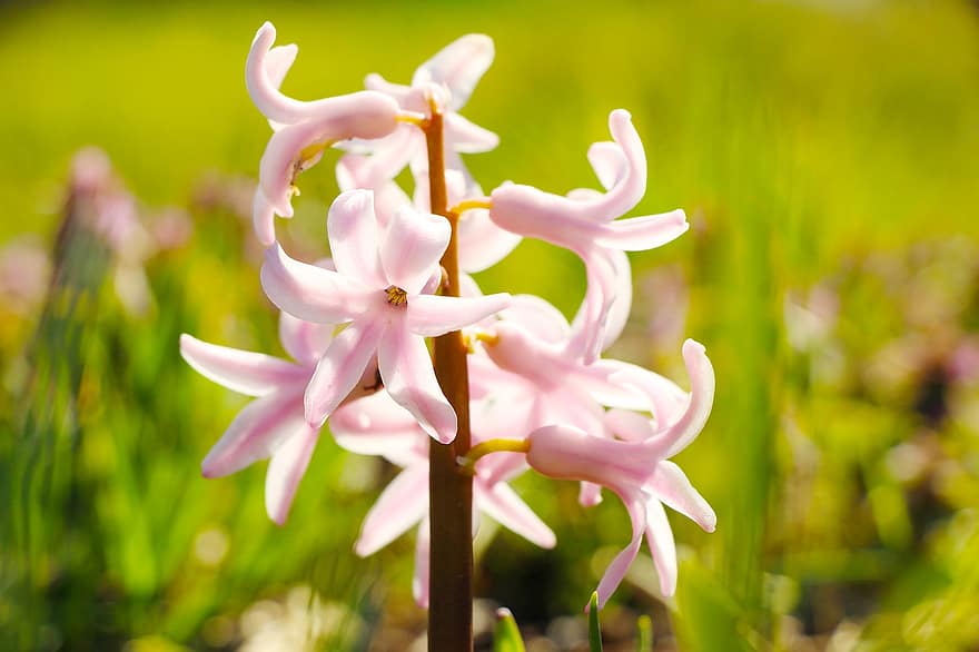 Hyacinth, rosa blomster, blomster, vår, hage, natur, nærbilde, blomst, anlegg, sommer, blomsterhodet