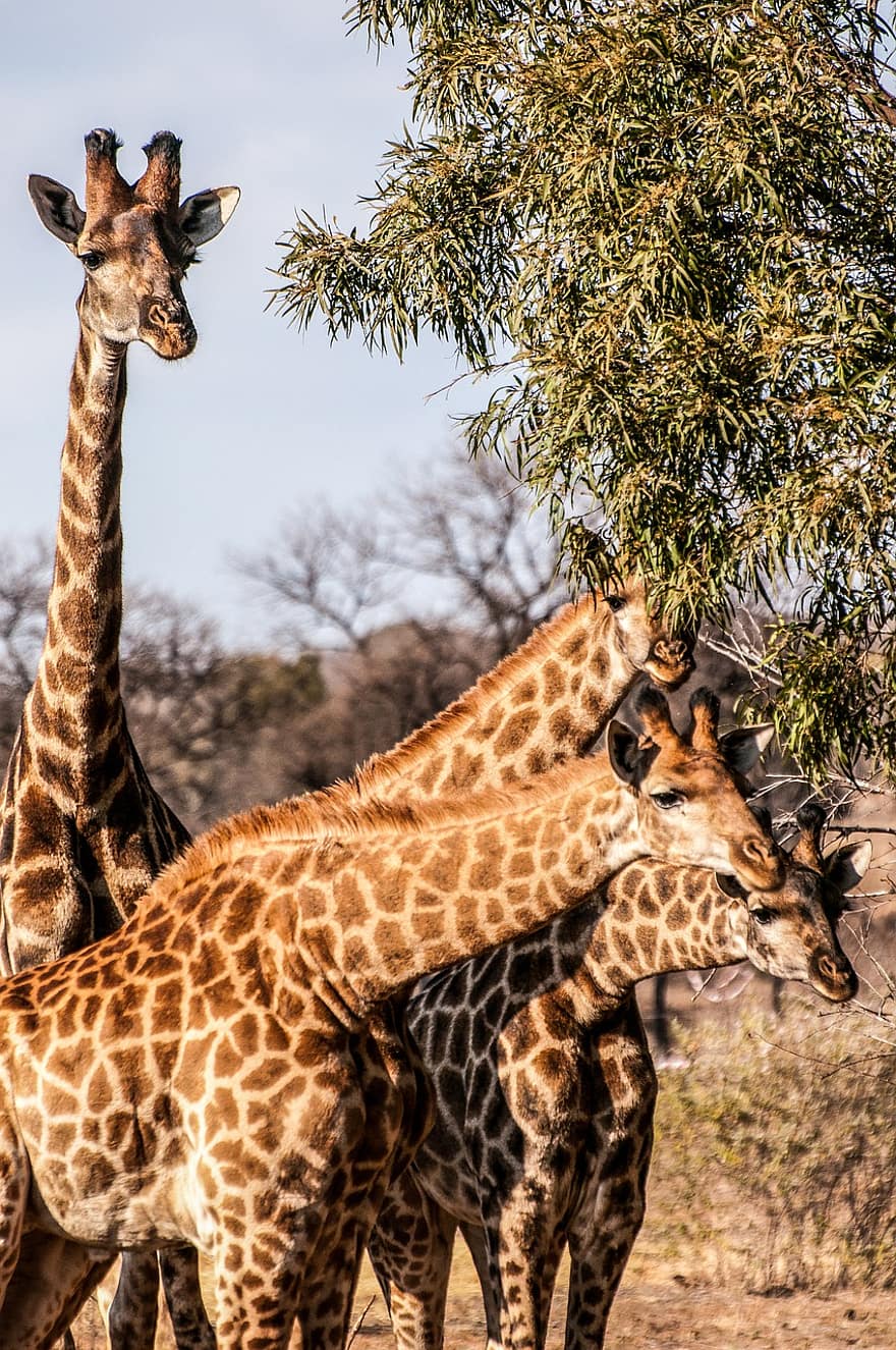 žirafy, dlouhý krk, rohy, strom, listy, savců, zvířat, Afrika, safari, volně žijících živočichů, divočina