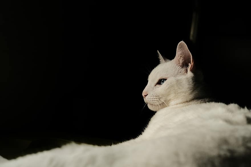 kat, huisdier, kattenfotografie, witte kat, witte vacht, katachtig, pot