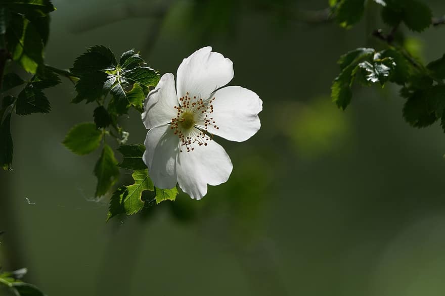 róża psa, biały kwiat, kwiat, Natura, makro, ogród, zbliżenie, roślina, liść, lato, płatek