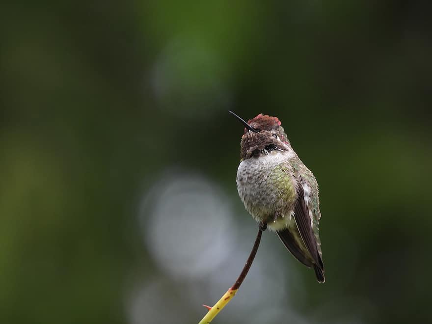 Hummingbird, Bird, Nature, Small Bird, Avian, Animal, Wildlife, Fauna, Wilderness, Forest
