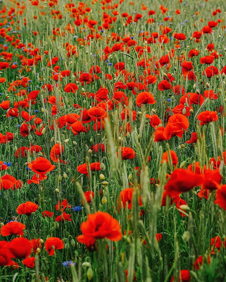 Handy-Hintergrundbild, Mohnblumen, Wiese, rote Mohnblumen, rote Blumen, Feld, Blumen, Landschaft, Natur, Vegetation, Blume