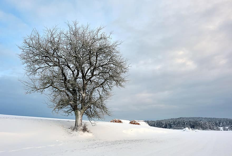 δέντρο, πεδίο, χιόνι, χειμώνας, παγωνιά, πάγος, παγωμένος, κρύο, χειμερινός, χιονώδης, χειμερινή μαγεία