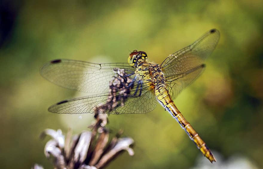 dragonfly, insekt, tørr plante, Odonata, dyr, eng, natur, nærbilde
