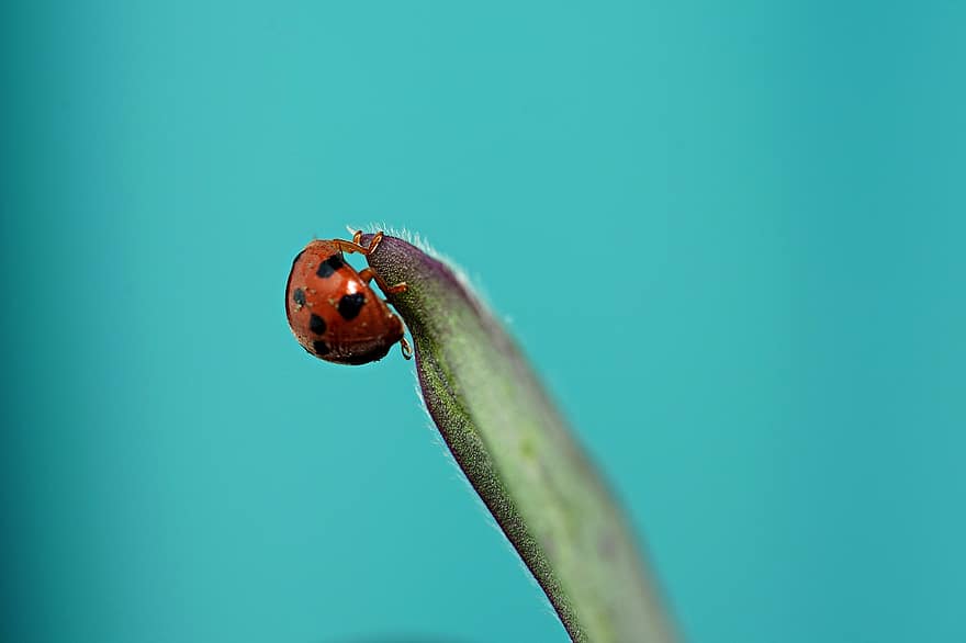 Insect, Ladybug, Entomology, Species, close-up, macro, green color, plant, leaf, grass, summer