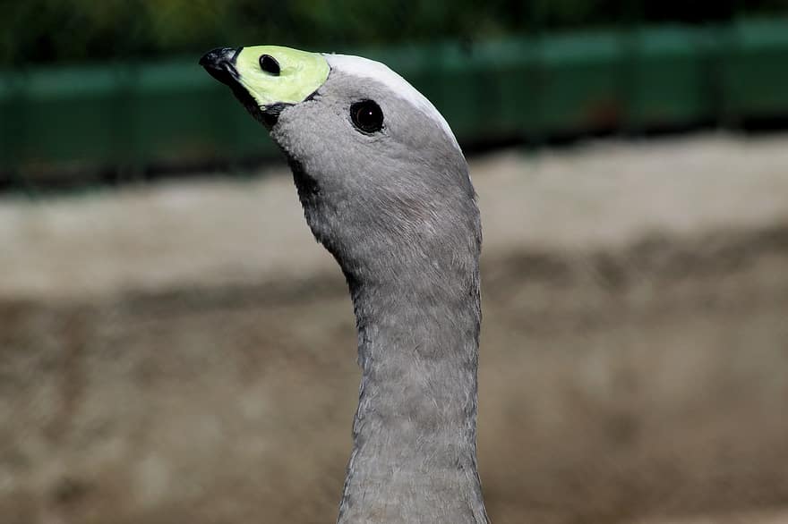 Cape Barren Goose, Goose, Bird, Waterfowl, Water Bird, Aquatic Bird, Animal, Head, Plumage, Beak, feather
