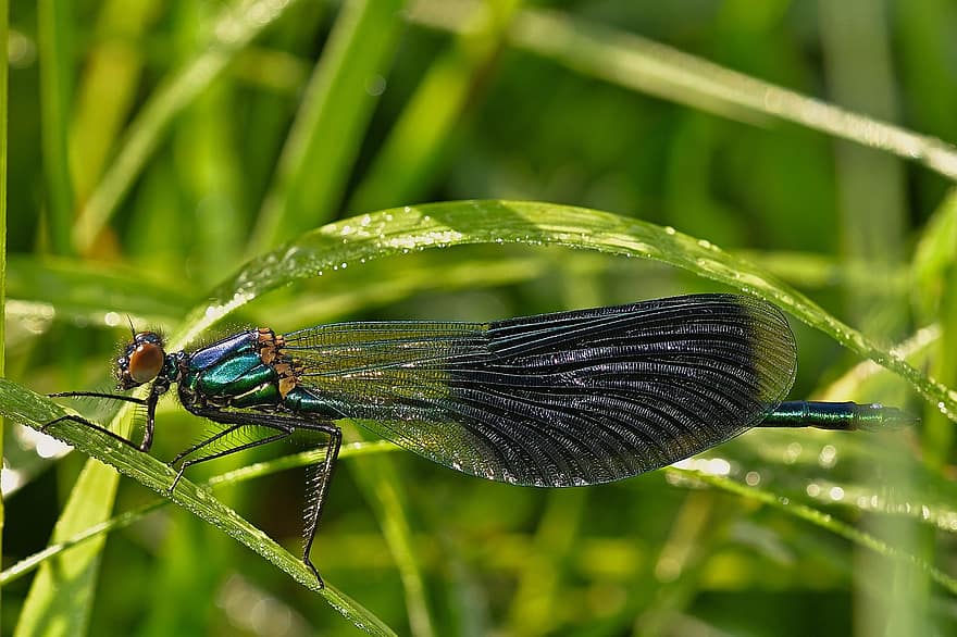 стрекоза, насекомое, трава, великолепный сине-крылатый стрекоза, крылья, луг, природа