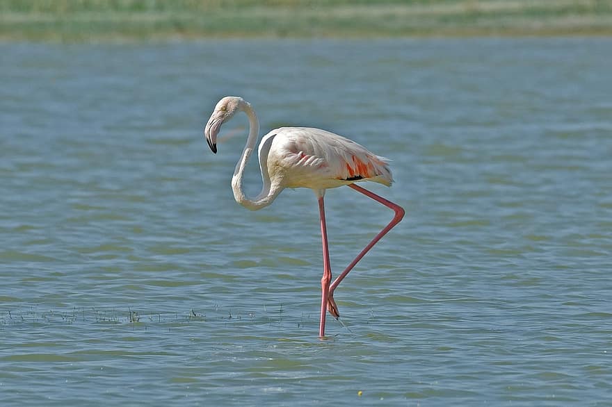 flamingo, pássaro, lago, animal, ave pernalta, pássaro aquático, ave aquática, animais selvagens, exótico, penas, plumagem