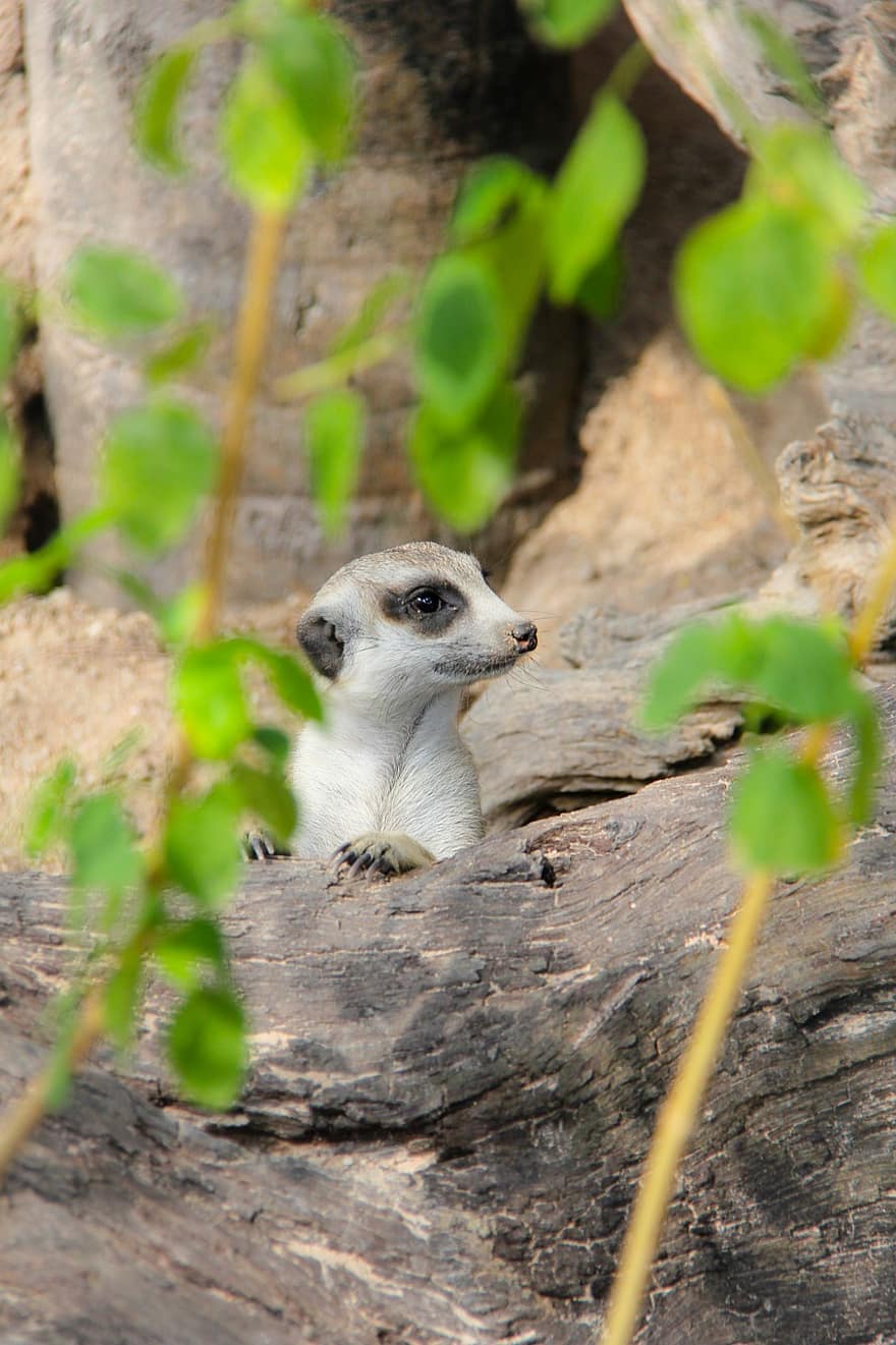 Meerkat, Animal, small, mongoose, animals in the wild, cute, looking, alertness, africa, one animal, close-up