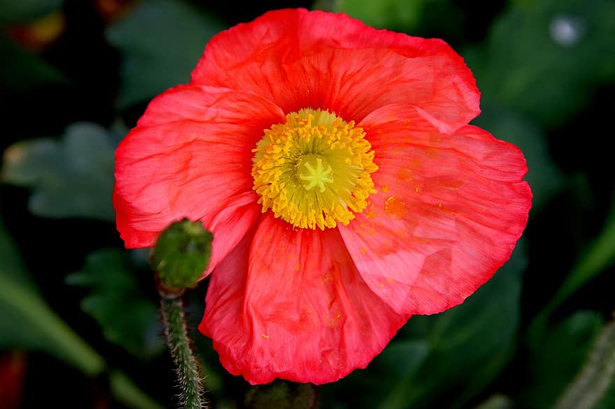 islandský mák, červená květina, zahrada, květ, rostlina, pole, Příroda, detail, okvětní lístek, květu hlavy, letní