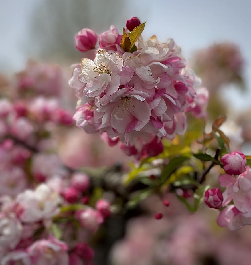 Kirschblüten, Kirschblüte, Blumen, Frühling, pinke Blumen, Sakura, blühen, Ast, Baum, Natur, Nahansicht