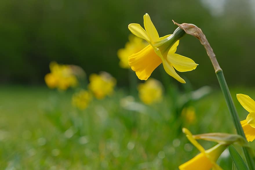 Труба Нарцисс, бледно-желтый, желтые цветы, нарцисс псевдонарцисс, природа, луг