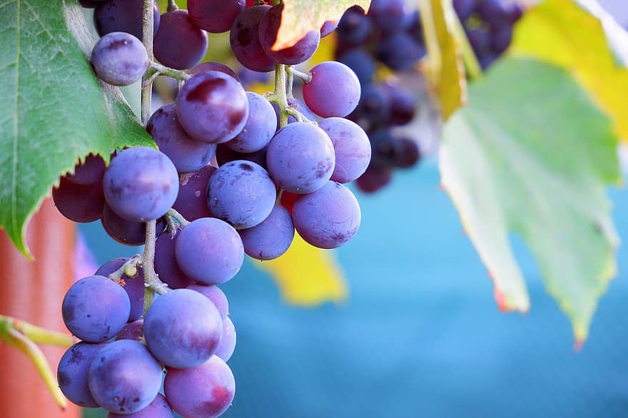 uvas, naturaleza, otoño, incrementar, azul