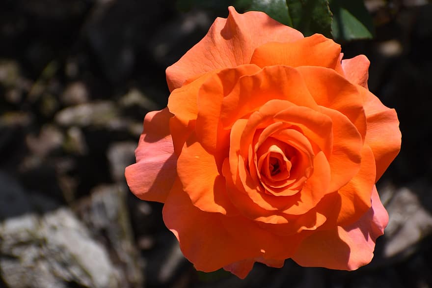 Роза, цветок, оранжевая роза, оранжевый цветок, лепестки, оранжевые лепестки, цветение, цвести, Флора, природа