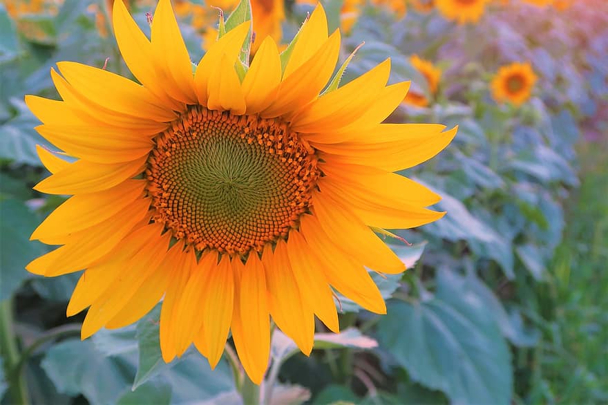 bunga, bunga matahari, menanam, kuning, musim panas