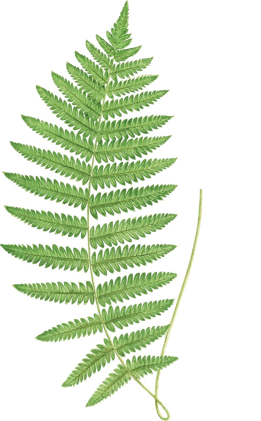 Farn, Blätter, Wedel, Farnblatt, Blattspreite, Flugblätter, Grün, Natur, Pflanze, Wald, Flora