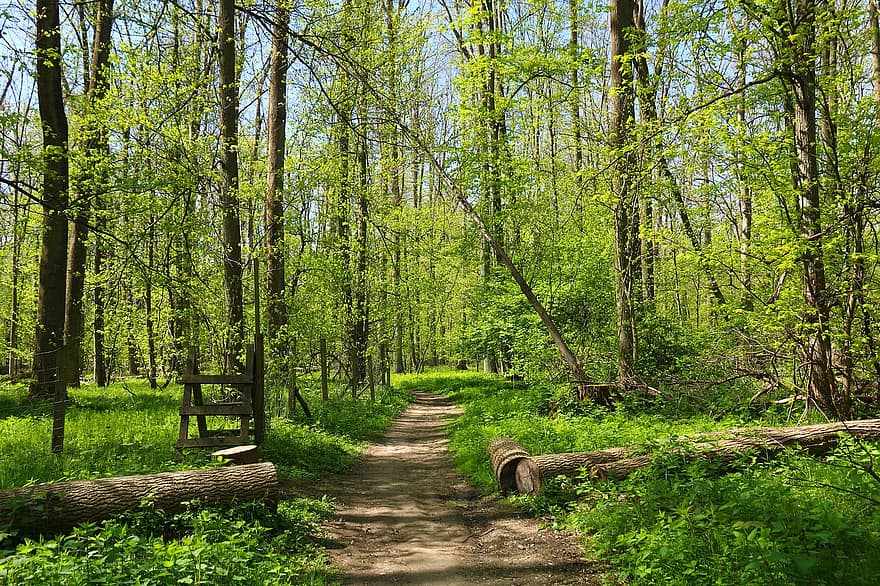 Trail, Trees, Forest, Riparian Forest, Spring, Path, Woods, Landscape