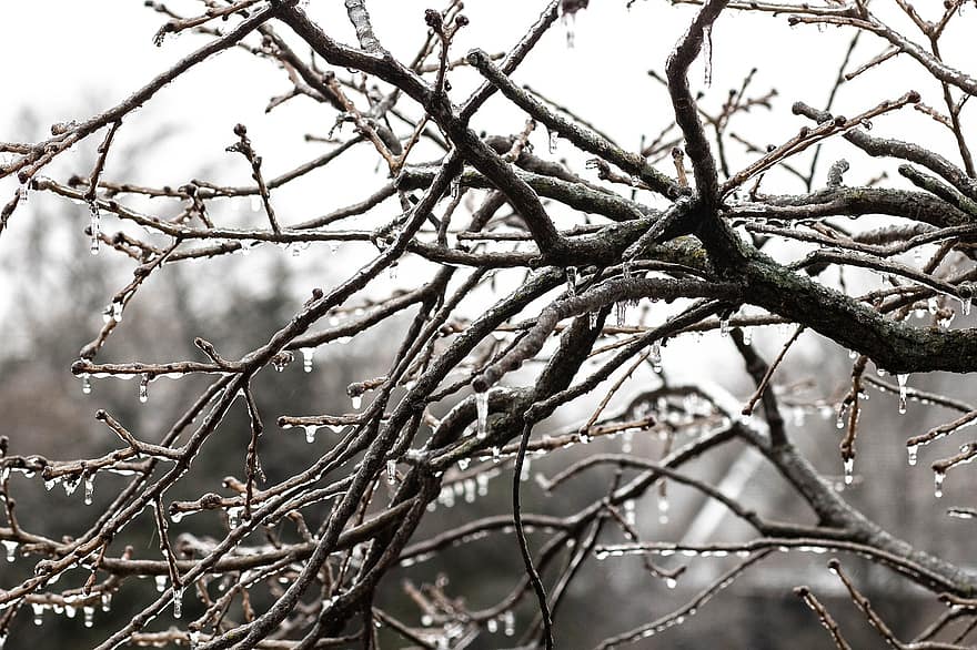 зима, снег, Дубовое дерево, мороз, дерево