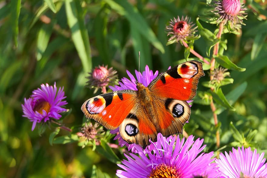 pauw vlinder, vlinder, bloemen, aster, coulissen, insect, paarse bloemen, fabriek, tuin-, natuur