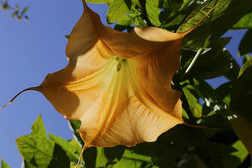 Angle's Trumpet, Flower, Yellow Flower, Petals, Yellow Petals, Bloom, Blossom, Flora, Plant, Nature, Garden