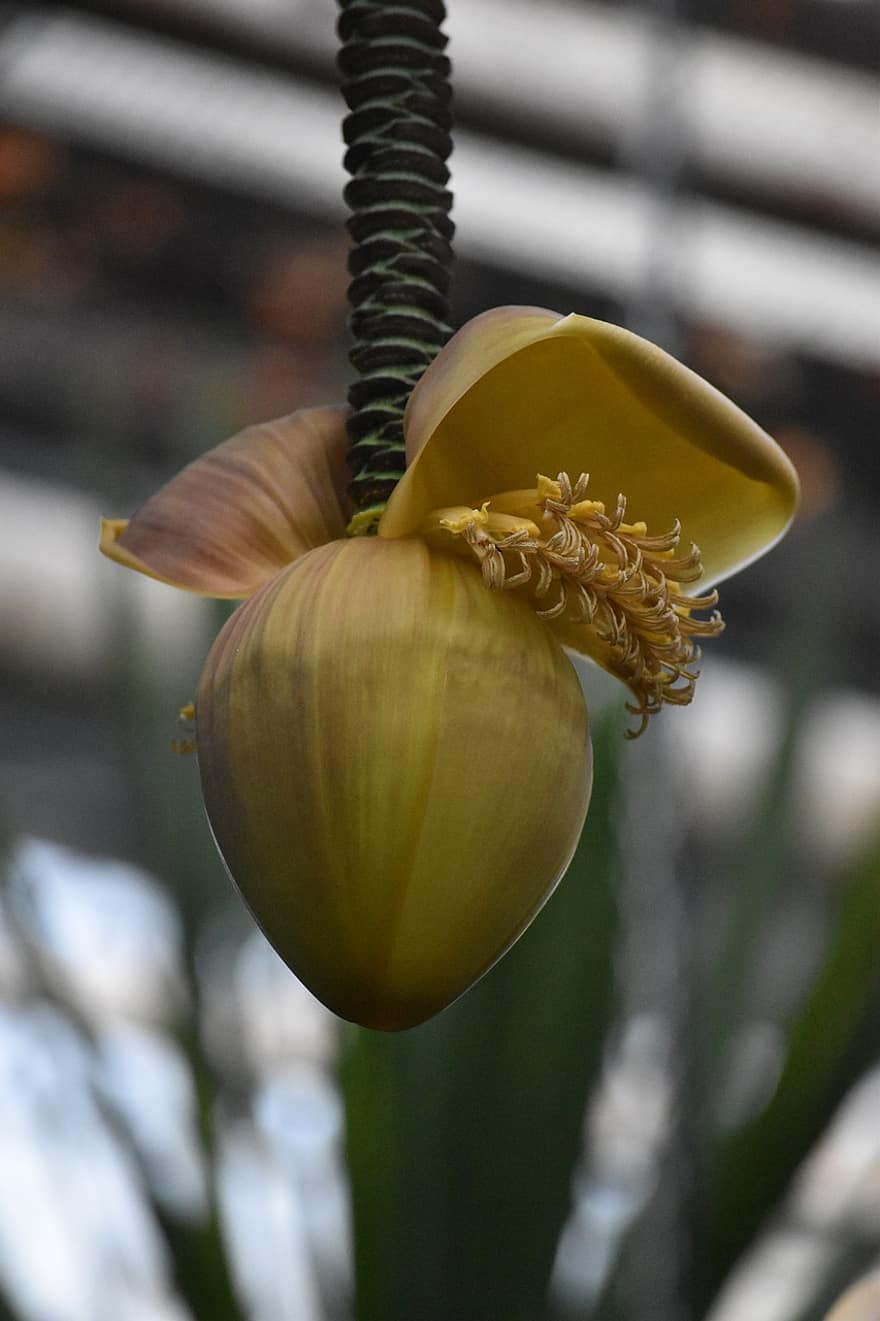 rostlina, květ, Příroda, pupen, Pevný banán, Japonský banán, Japonské vlákno, flóra