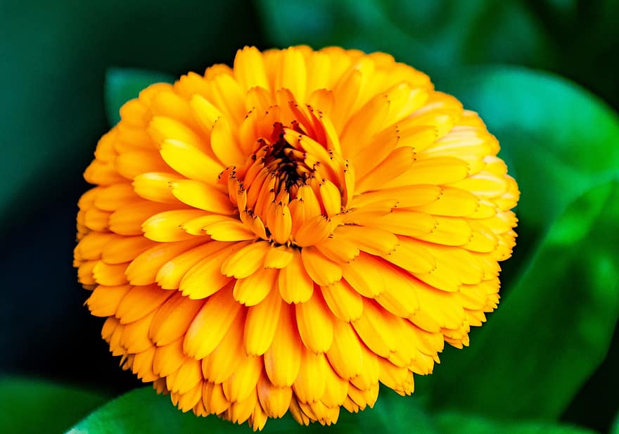 caléndula, flor, planta, maravilla, flor amarilla, pétalos, floración, naturaleza, de cerca, verano, amarillo