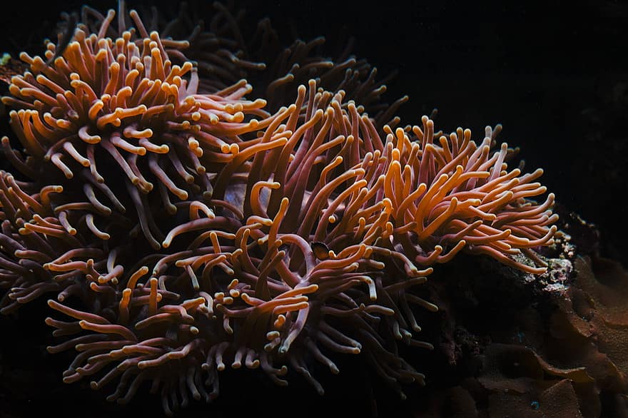 jūras anemone, koraļļu, zem ūdens, okeāns, jūra, ūdens, jūras, eksotiski, raksturs