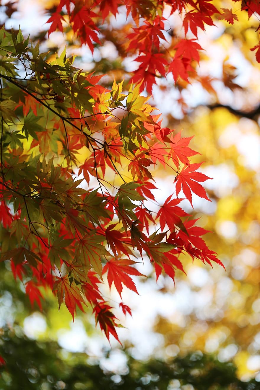 juharfa, ősz, lombozat, esik, őszi levelek, Ősz Dél-Koreában