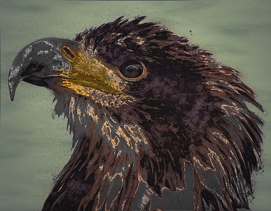 Adler, орел, животно, граблива птица, хищна птица, птица, портрет, перце, очи, законопроект, перушина