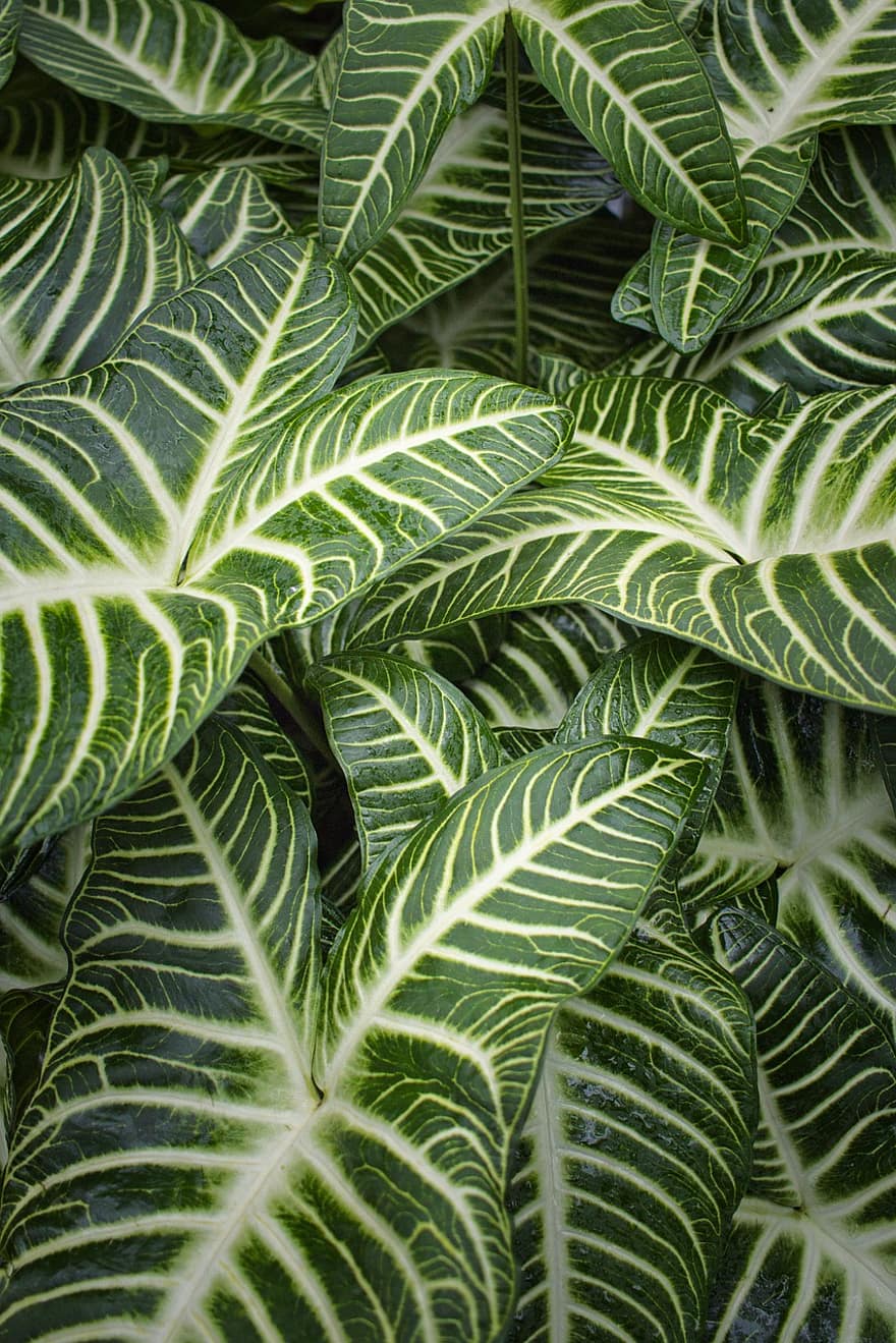 Zebra Plant, Leaves, Plant, Green Leaves, Tropical Plant, Garden, leaf, pattern, green color, backgrounds, freshness