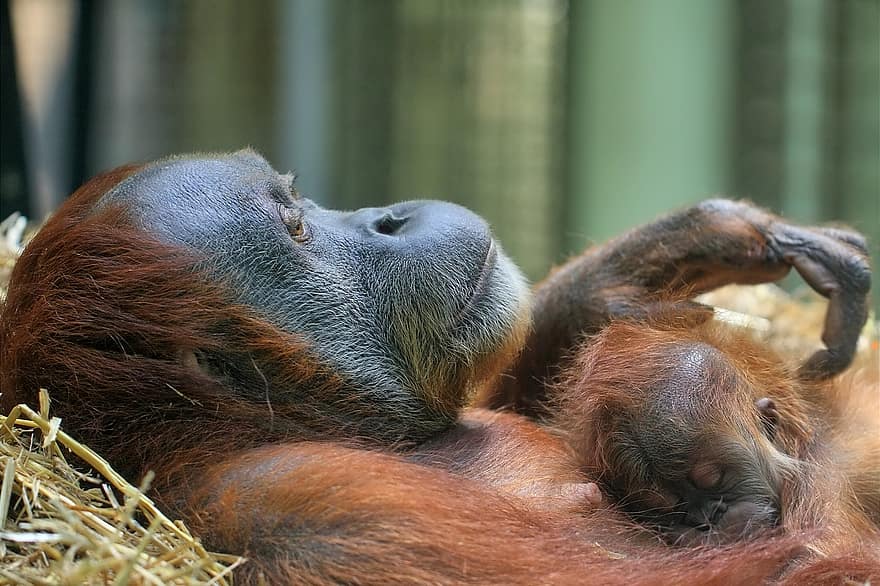 orangutany, matka i dziecko, małpy, naczelne ssaki, ssaki, Zwierząt, świat zwierząt, dziki, dzikie zwierzęta, pustynia, dzikiej przyrody